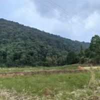 毀林鋪砂埋隱患？未批先動工 違法代價必須擔！